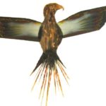 Mixed media X ray painting of eagle