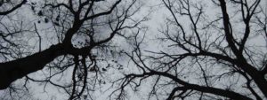 Photograph of gray sky with black bare tree branches