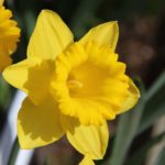 Photograph of yellow daffodil with second flower just behind it