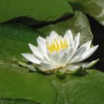 Photograph of water lily on green leaves