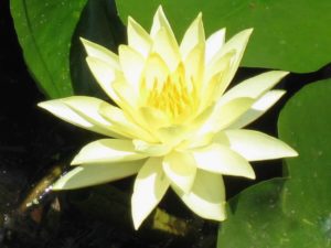Photograph of golden water lily