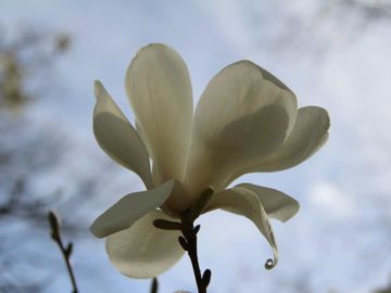 Photograph of white magnolia, backlit